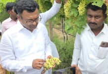 अवकाळी पाऊस आणि गारपिटीने फळबागांचे अतोनात नुकसान; आमदार डॉ.बाबासाहेब देशमुख थेट बांधावर