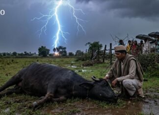 नवी लोटेवाडी येथे वीज पडून म्हैस ठार, शेतकऱ्याचे मोठे आर्थिक नुकसान